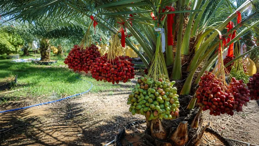 Vườn chà là ở Khánh Hòa vào mùa sai quả, nhiều buồng chín đỏ đẹp mắt, được bán với giá hơn nửa triệu đồng mỗi kg.