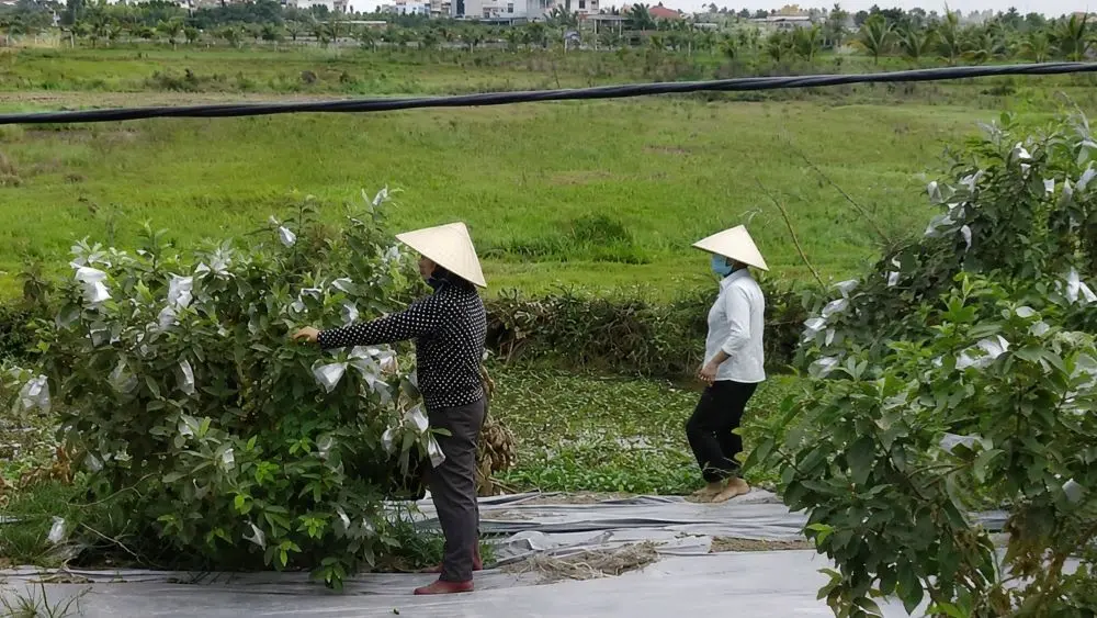 Hội Nông dân hỗ trợ tiêu thụ nông sản, giúp hội viên giảm nỗi lo được mùa rớt giá, nâng cao thu nhập và phát triển sản xuất bền vững.