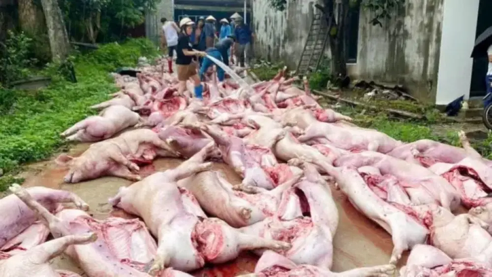 Sét đánh gây mất điện tại hai trang trại ở Bắc Ninh, khiến hơn 550 con lợn chết ngạt, thiệt hại 5,5 tỷ đồng. Xem chi tiết vụ việc.