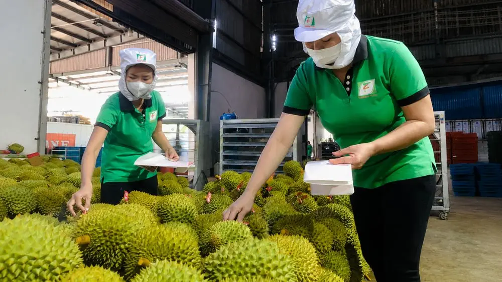 Ấn Độ chính thức mở cửa cho sầu riêng Việt Nam, mở ra cơ hội mở rộng xuất khẩu và thúc đẩy tăng trưởng ngành hàng tỷ USD.