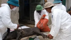 Nghệ An chi hàng chục tỷ đồng hỗ trợ người chăn nuôi bị thiệt hại do dịch tả lợn châu Phi và cúm gia cầm, góp phần ổn định sản xuất.