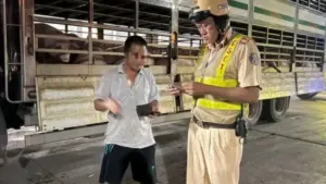 CSGT TP.HCM phát hiện 201 con heo dương tính chất cấm khi phối hợp kiểm tra trên đường vào lò mổ.