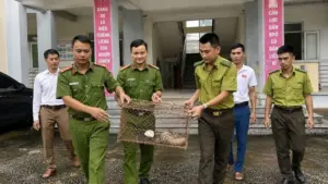 Người dân Thanh Hóa phát hiện tê tê Java quý hiếm đi lạc và tự nguyện giao nộp cho cơ quan chức năng để bảo vệ, cứu hộ.