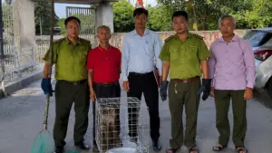 Khỉ đuôi lợn hung dữ được bàn giao cho cơ quan chức năng sau khi bị khống chế vì tấn công người trong khu dân cư tại Hải Phòng.