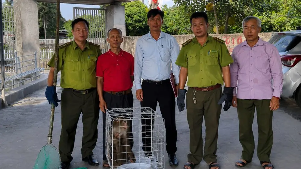 Khỉ đuôi lợn hung dữ được bàn giao cho cơ quan chức năng sau khi bị khống chế vì tấn công người trong khu dân cư tại Hải Phòng.
