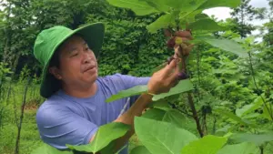 Người đàn ông thành công với sung Mỹ nhờ đưa giống cây từ miền Nam ra miền Bắc, mở hướng phát triển kinh tế trên vùng đất đỏ bazan.