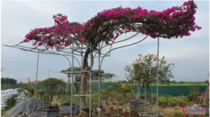 Hội Nông dân Hải Phòng thúc đẩy giảm nghèo thông tin, hỗ trợ hội viên chuyển đổi số và nâng cao giá trị nông sản sạch