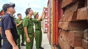Phát hiện 1,2 tấn ngà voi trong 3 container gỗ nhập từ Congo, lực lượng chức năng Gia Lai đang điều tra vụ việc.