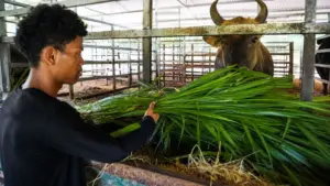 Bảo tồn đàn bò tót lai trên núi Chúa: Công nhân chăm sóc, bổ sung thức ăn hằng ngày, góp phần duy trì nguồn gen quý hiếm.