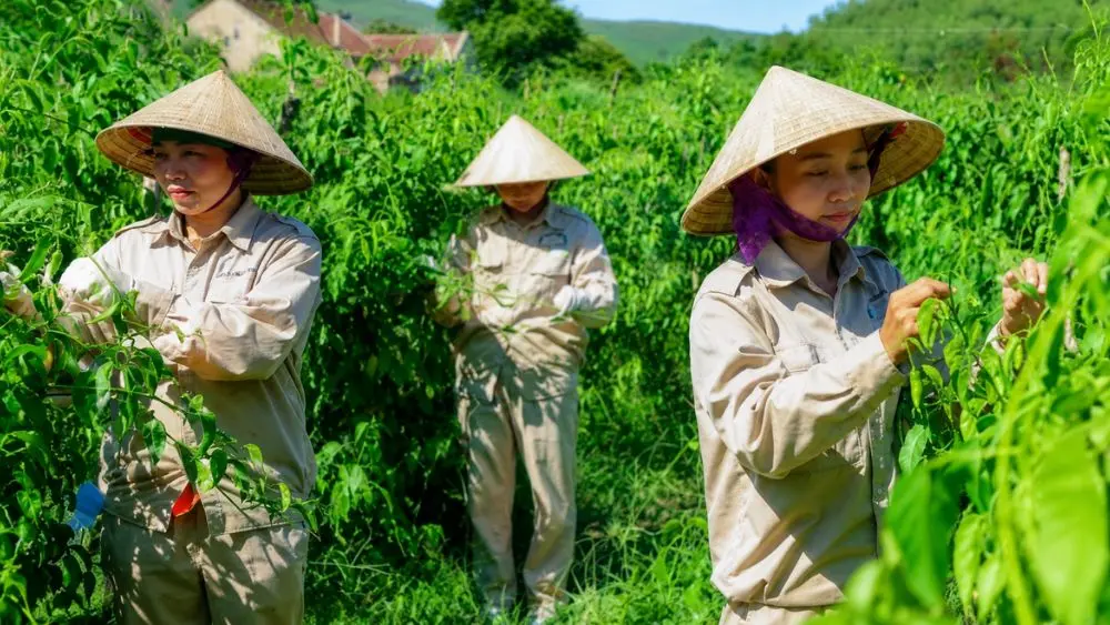 Nông sản hàng hóa giúp giảm nghèo bền vững ở miền Tây Nghệ An khi người dân phát triển vùng trồng dược liệu, nâng cao thu nhập.