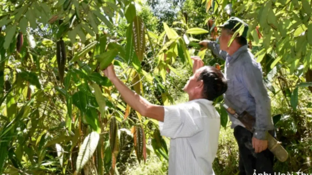 Nông sản hàng hóa giúp giảm nghèo ở miền Tây Nghệ An nhờ phát triển chè hoa vàng và nhiều cây trồng giá trị, nâng cao thu nhập bền vững.