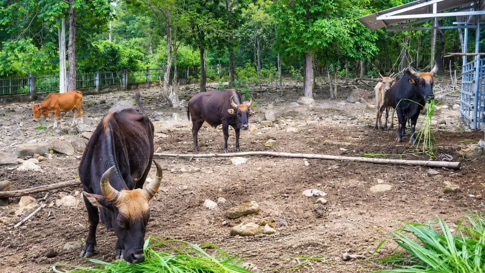 Khám phá đàn bò tót lai tại Vườn quốc gia Núi Chúa - Phước Bình và hành trình bảo tồn nguồn gen quý giữa rừng khô hạn.