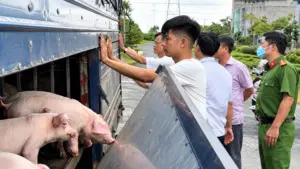 Phát hiện xe tải chở 54 con lợn tại An Giang. Kết quả xét nghiệm xác định số lợn dương tính với vi rút gây dịch tả lợn châu Phi.