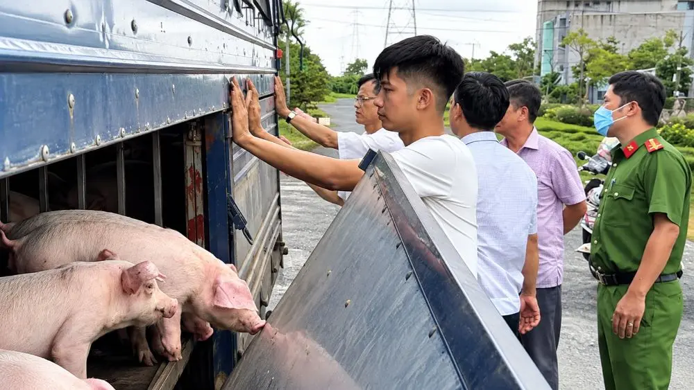 Phát hiện xe tải chở 54 con lợn tại An Giang. Kết quả xét nghiệm xác định số lợn dương tính với vi rút gây dịch tả lợn châu Phi.