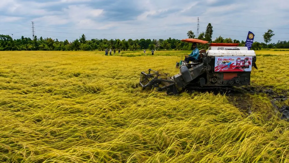 Xây dựng thương hiệu gạo Việt Nam được xem là bước cần thiết để nâng giá trị hạt gạo, tăng nhận diện và sức cạnh tranh trên thị trường quốc tế.