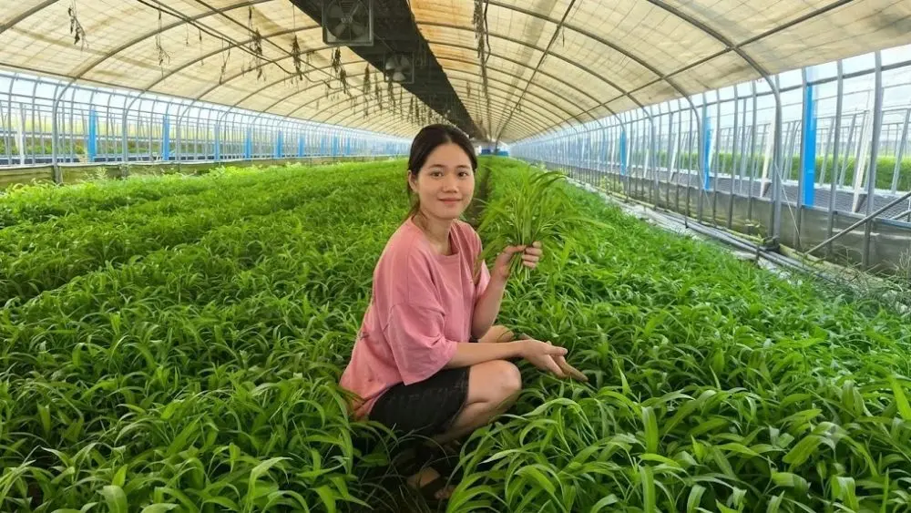 Cô gái Việt trồng rau muống tại Hàn Quốc thu nhập trăm triệu đồng/tháng, thu hút sự chú ý của truyền thông xứ kim chi. Khám phá ngay!