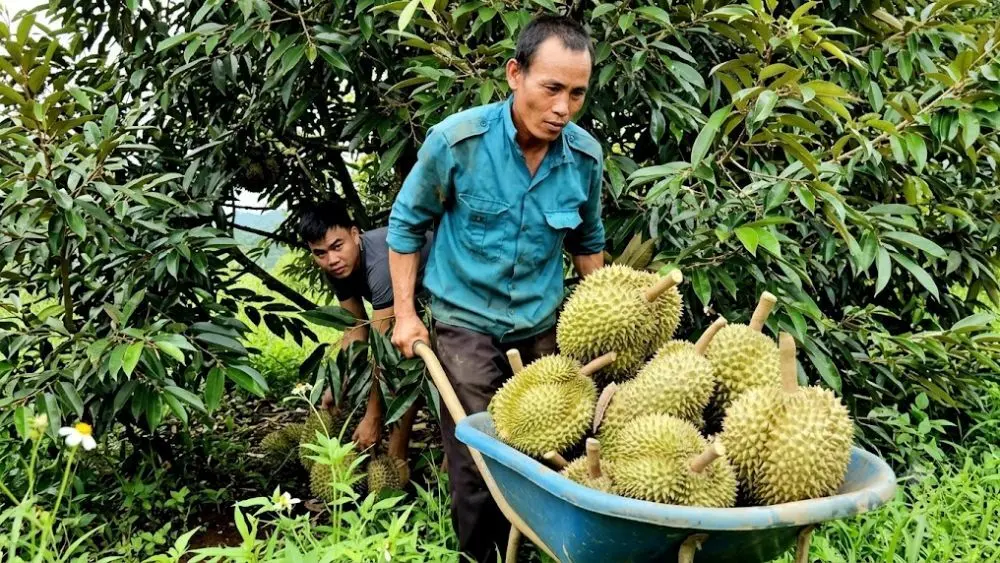 Giá sầu riêng Tây Nguyên bất ngờ khởi sắc cuối vụ nhờ Trung Quốc tăng mua, giúp nhiều nông dân thu lợi nhuận tiền tỉ