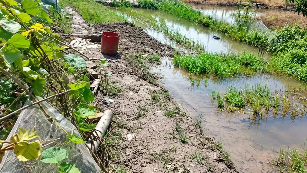 Bắt cá trước ao nhà, hai vợ chồng ở Hải Phòng gặp nạn tử vong. Cơ quan chức năng bước đầu xác định nguyên nhân do điện giật.