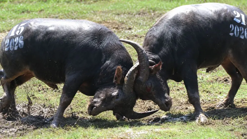 15 ‘ông trâu’ tranh tài ở vòng chung kết Đồ Sơn”