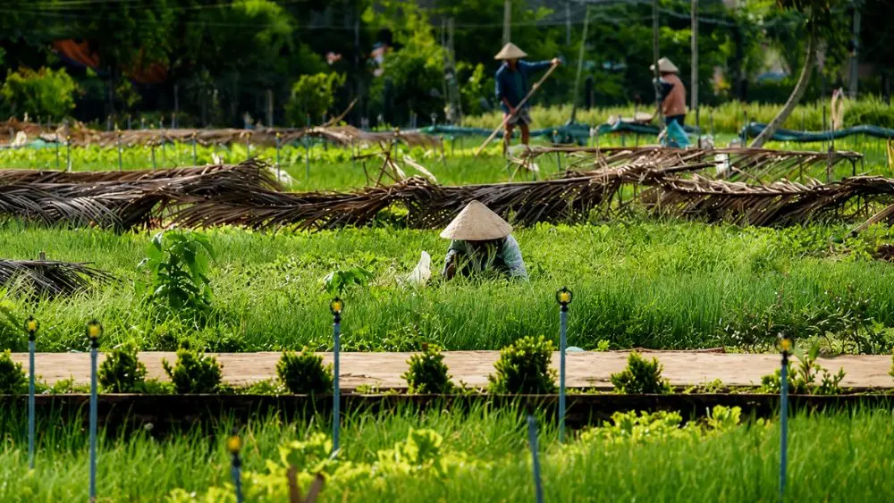 Nghề trồng rau Trà Quế được công nhận là Di sản văn hóa phi vật thể quốc gia, góp phần gìn giữ nghề truyền thống và phát triển du lịch cộng đồng.