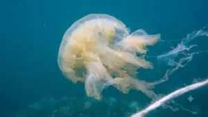 Sứa lửa Chrysaora sp. xuất hiện tại ven biển Quảng Ninh, có thể gây ngứa rát. Cùng tìm hiểu đặc điểm sinh học để phòng tránh