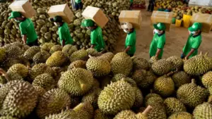 Giá sầu riêng Thái tại Đắk Lắk tăng mạnh, hàng tuyển vượt 100.000 đồng/kg khi Tây Nguyên bước vào giai đoạn cuối vụ thu hoạch.