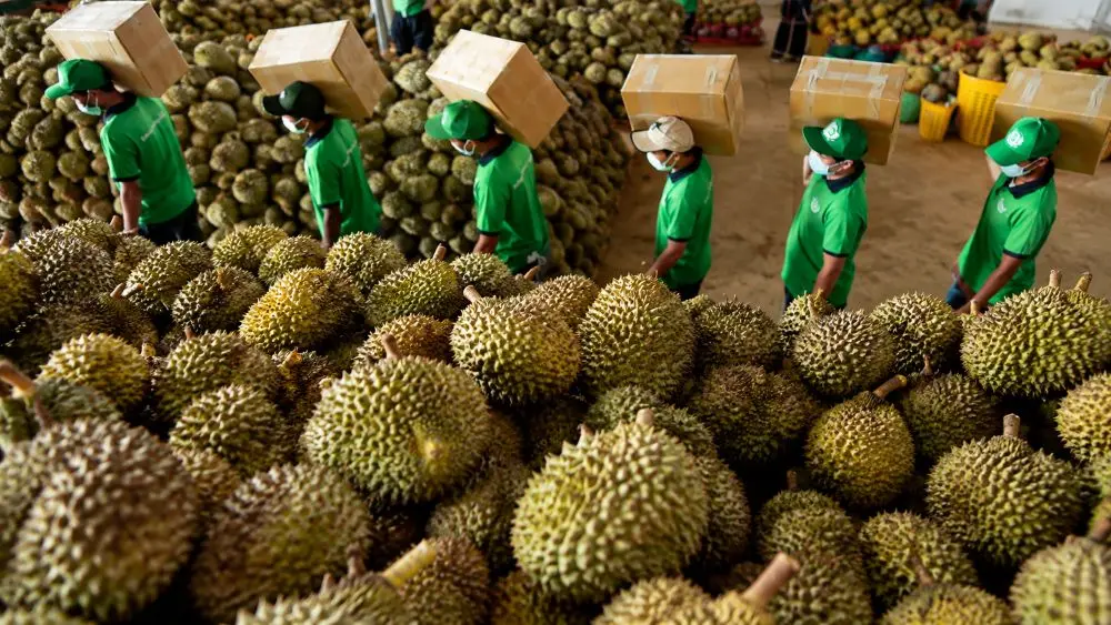 Giá sầu riêng Thái tại Đắk Lắk tăng mạnh, hàng tuyển vượt 100.000 đồng/kg khi Tây Nguyên bước vào giai đoạn cuối vụ thu hoạch.
