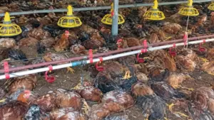 Chập điện tại trang trại ở Nghệ An khiến 12.000 con gà chết, thiệt hại hơn 1 tỷ đồng. Gia đình phải xử lý toàn bộ số gà theo quy định.