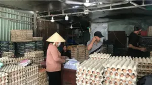 Giá trứng gà tại trại giảm còn 1.200-1.500 đồng/quả, trong khi giá bán lẻ ở siêu thị cao gấp đôi, thậm chí gấp ba.