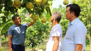 Bưởi đào Lập Lễ đạt chuẩn OCOP 3 sao, đang được người dân xã Hà Đông, Hải Phòng chú trọng nâng cao chất lượng và giá trị thương hiệu.