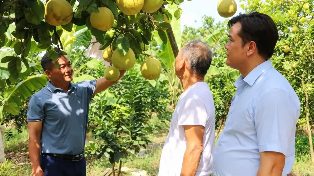 Bưởi đào Lập Lễ đạt chuẩn OCOP 3 sao, đang được người dân xã Hà Đông, Hải Phòng chú trọng nâng cao chất lượng và giá trị thương hiệu.