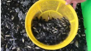 Cá rô bí giá 120.000 đồng/kg thu hút người mua khi xuất hiện ở chợ. Vì sao loại cá nhỏ dân dã này được nhiều người săn tìm?