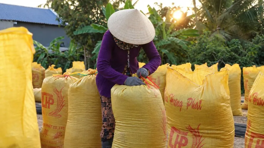 Giá gạo Việt Nam tăng mạnh, gạo thơm và gạo nếp tăng 30–40 USD/tấn khi nhu cầu nhập khẩu phục hồi.