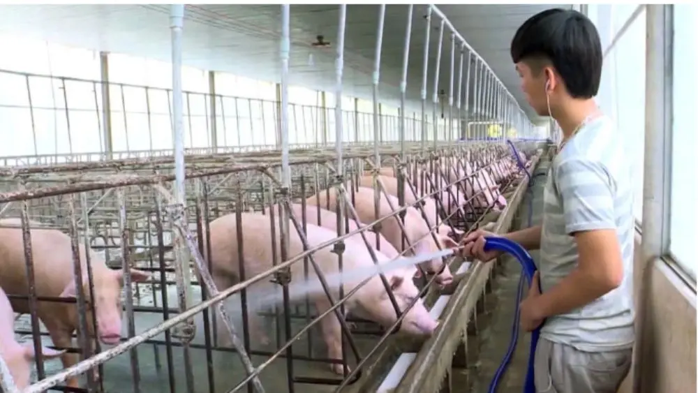 Giá heo hơi giảm về mức thấp nhiều năm, trong khi chi phí thức ăn và chăn nuôi tăng cao khiến nhiều nông dân nuôi heo đối mặt nguy cơ thua lỗ