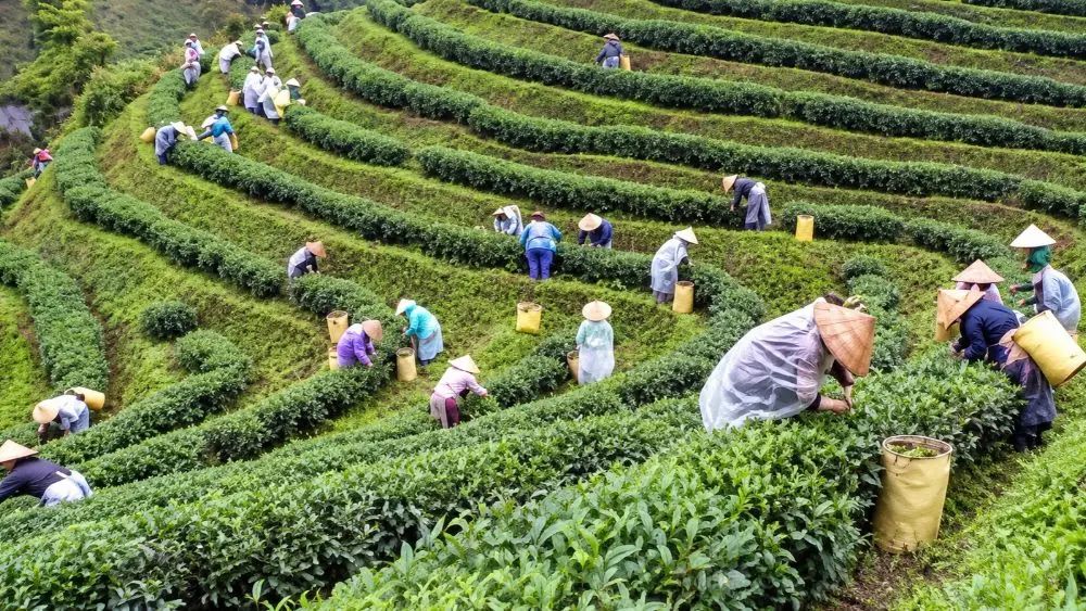 Kết nối du lịch nông thôn với sản phẩm OCOP, mở rộng đầu ra nông sản và nâng cao giá trị đặc sản địa phương.