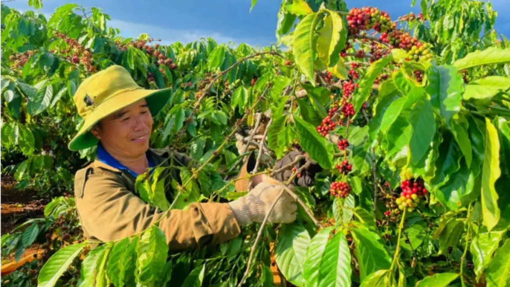 Nông dân Gia Lai tranh thủ thu hoạch cà phê chín sớm, đồng thời tăng cường bảo vệ vườn cây trước nguy cơ trộm cắp khi giá cà phê tăng cao.