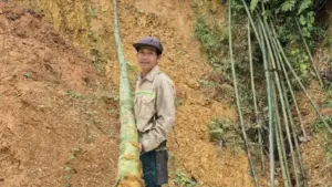 Trồng luồng mang lại thu nhập ổn định cho người dân vùng cao Thanh Hóa. Cây được ví như vàng xanh giúp nông dân rủng rỉnh tiền tiêu mỗi tháng.