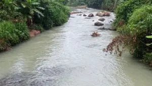 Nước sông Cầu đổi màu bất thường, đục như nước vo gạo, làm dấy lên lo ngại về chất lượng nguồn nước. Diễn biến sự việc ra sao.