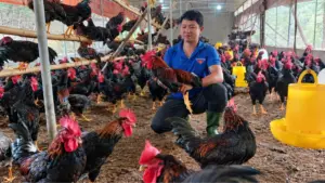 Nuôi gà thương phẩm giúp vợ chồng bỏ phố về quê ở Nghệ An gây dựng trang trại, mở rộng liên kết chăn nuôi và tạo việc làm cho người dân.