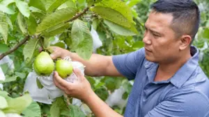 Vườn ổi không hạt ở Quỳ Hợp từ 20 cây giống đã phát triển hơn 7 sào, mang lại thu nhập hàng trăm triệu đồng mỗi năm.