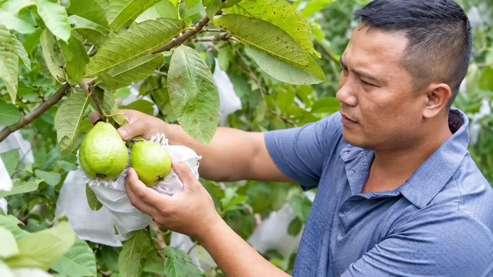 Vườn ổi không hạt ở Quỳ Hợp từ 20 cây giống đã phát triển hơn 7 sào, mang lại thu nhập hàng trăm triệu đồng mỗi năm.