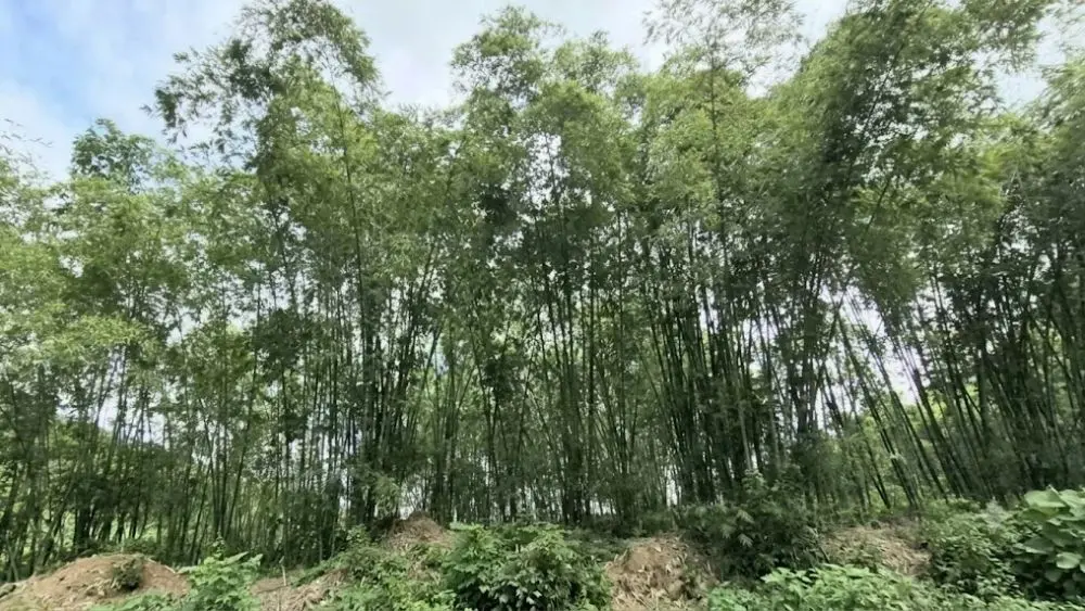 Rừng luồng xanh ngút ngàn tại Thanh Hóa đang trở thành sinh kế quan trọng, mang lại nguồn thu nhập ổn định giúp nông dân rủng rỉnh tiền tiêu.