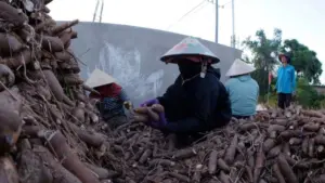 Trung Quốc tăng mạnh thu mua sắn Việt Nam với khối lượng hơn 2 triệu tấn. Khám phá ngay thực trạng xuất khẩu loại củ giá rẻ này!
